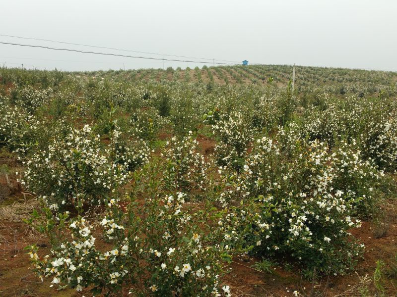 孟冬的油茶花，素裹群山嬌艷