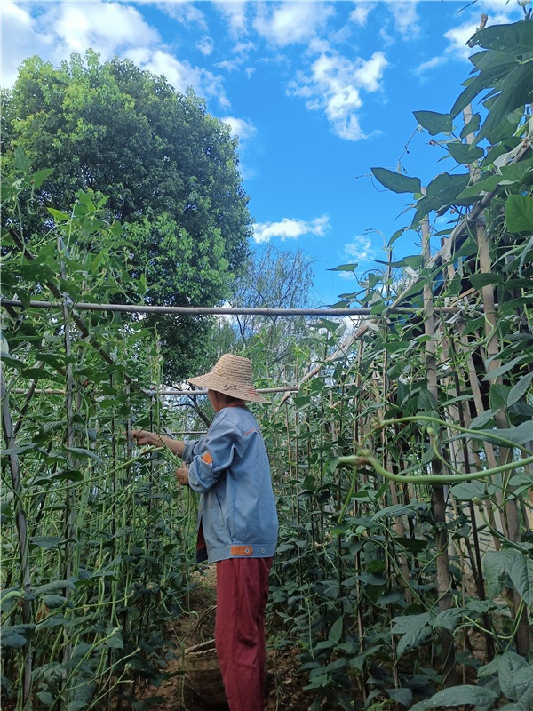 基地菜園