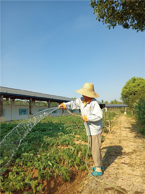 基地菜園